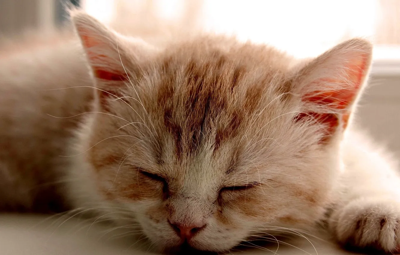 Photo wallpaper kitty, paw, sleep, red, light color