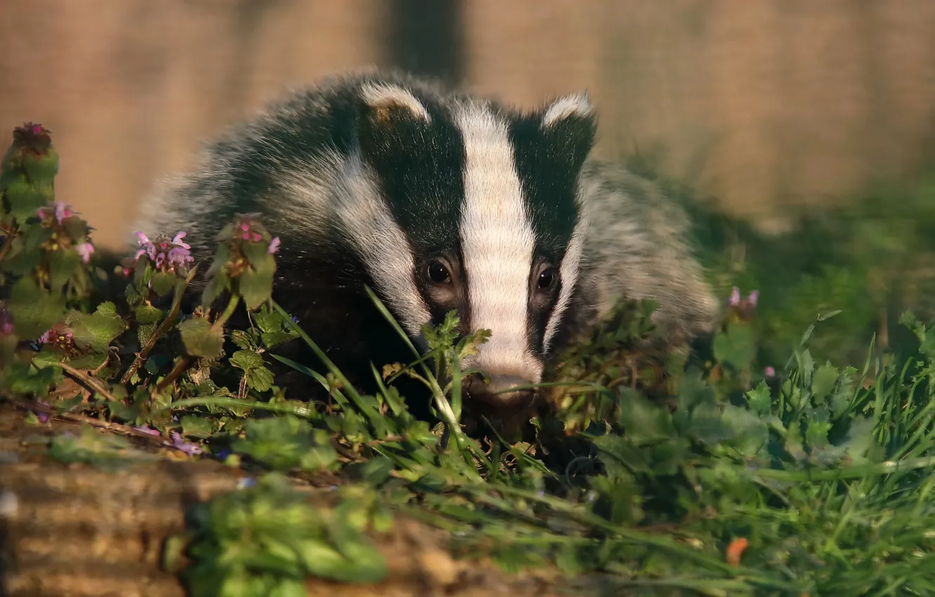 Photo wallpaper grass, face, nature, portrait, bokeh, badger