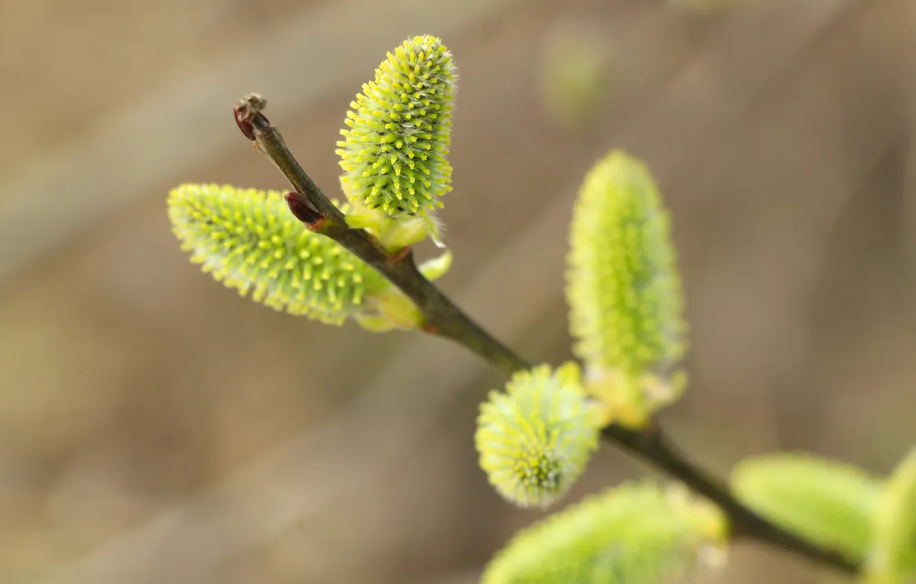 Photo wallpaper base, spring, twig