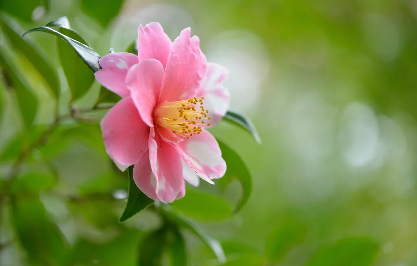 Photo wallpaper greens, macro, flowers, nature, pink