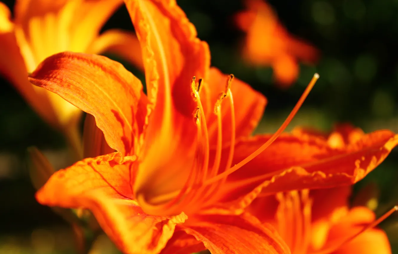 Photo wallpaper flowers, widescreen, Wallpaper, HD wallpapers, orange, flower, full screen, background