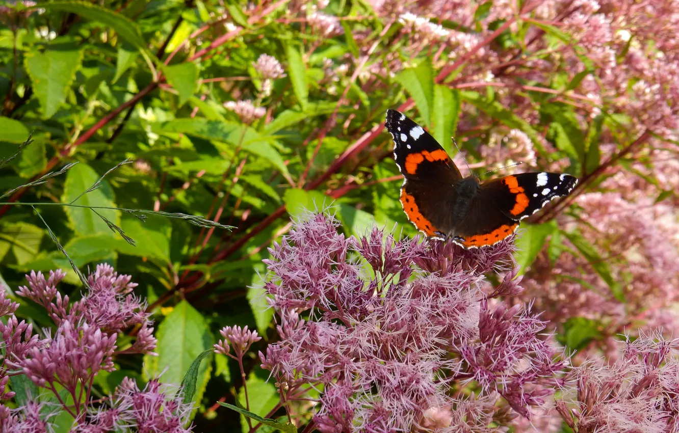 Photo wallpaper grass, flowers, widescreen, Wallpaper, butterfly, wallpaper, widescreen, background