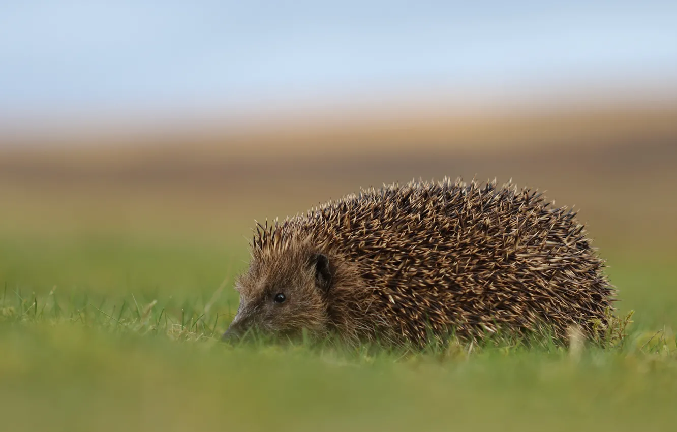 Photo wallpaper grass, nature, background, walk, hedgehog, hedgehog