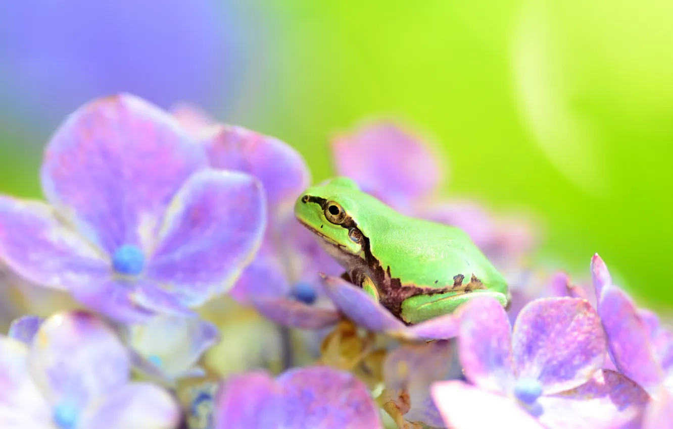 Photo wallpaper flower, frog, hydrangea