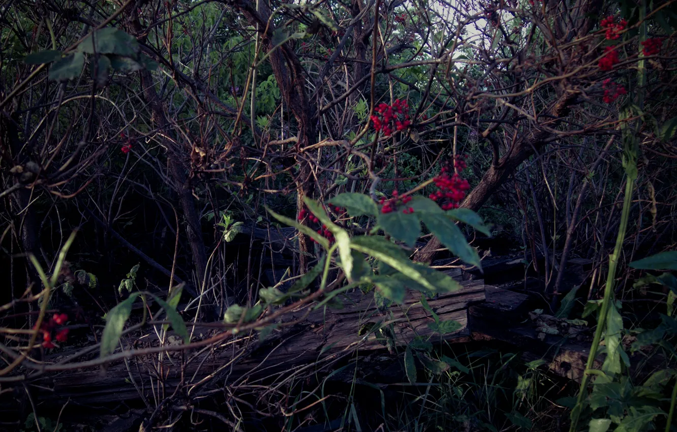 Photo wallpaper grass, leaves, trees, red, berries, thickets, the darkness, Board