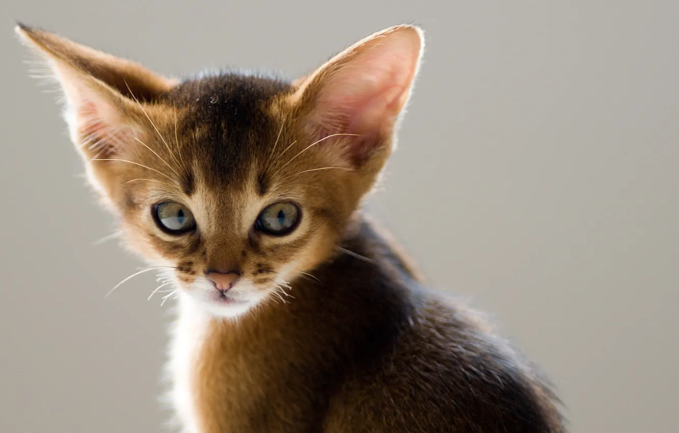 Photo wallpaper cat, look, background