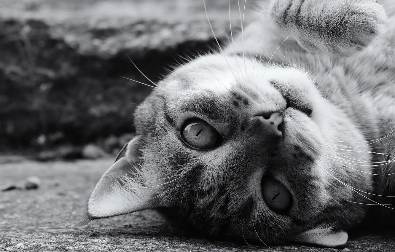 Photo wallpaper cat, cat, look, muzzle, black and white, monochrome, Kote, cat