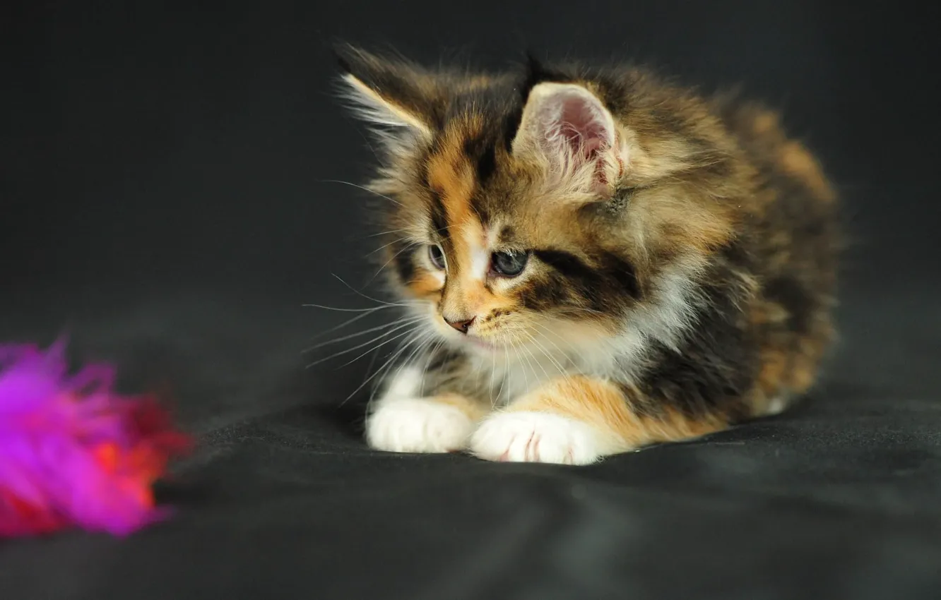 Photo wallpaper look, toy, fabric, kitty