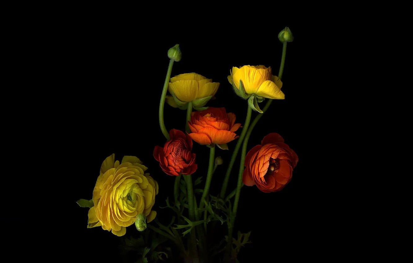 Photo wallpaper light, background, Bush, shadow, petals, stem, Bud