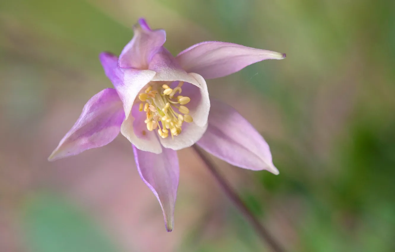 Photo wallpaper macro, nature, spring, petals, the catchment, Aquilegia