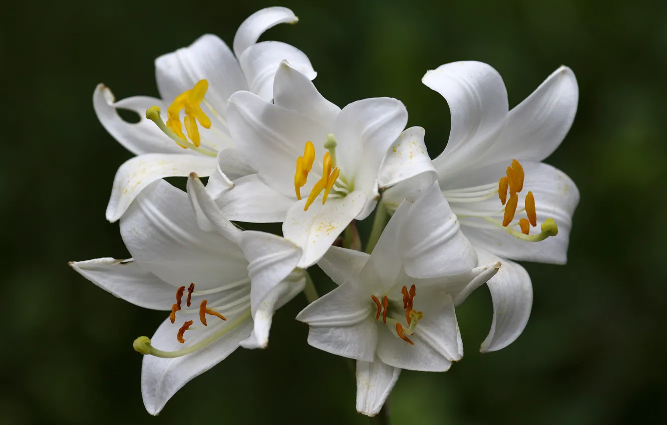 Photo wallpaper flowers, Lily, petals