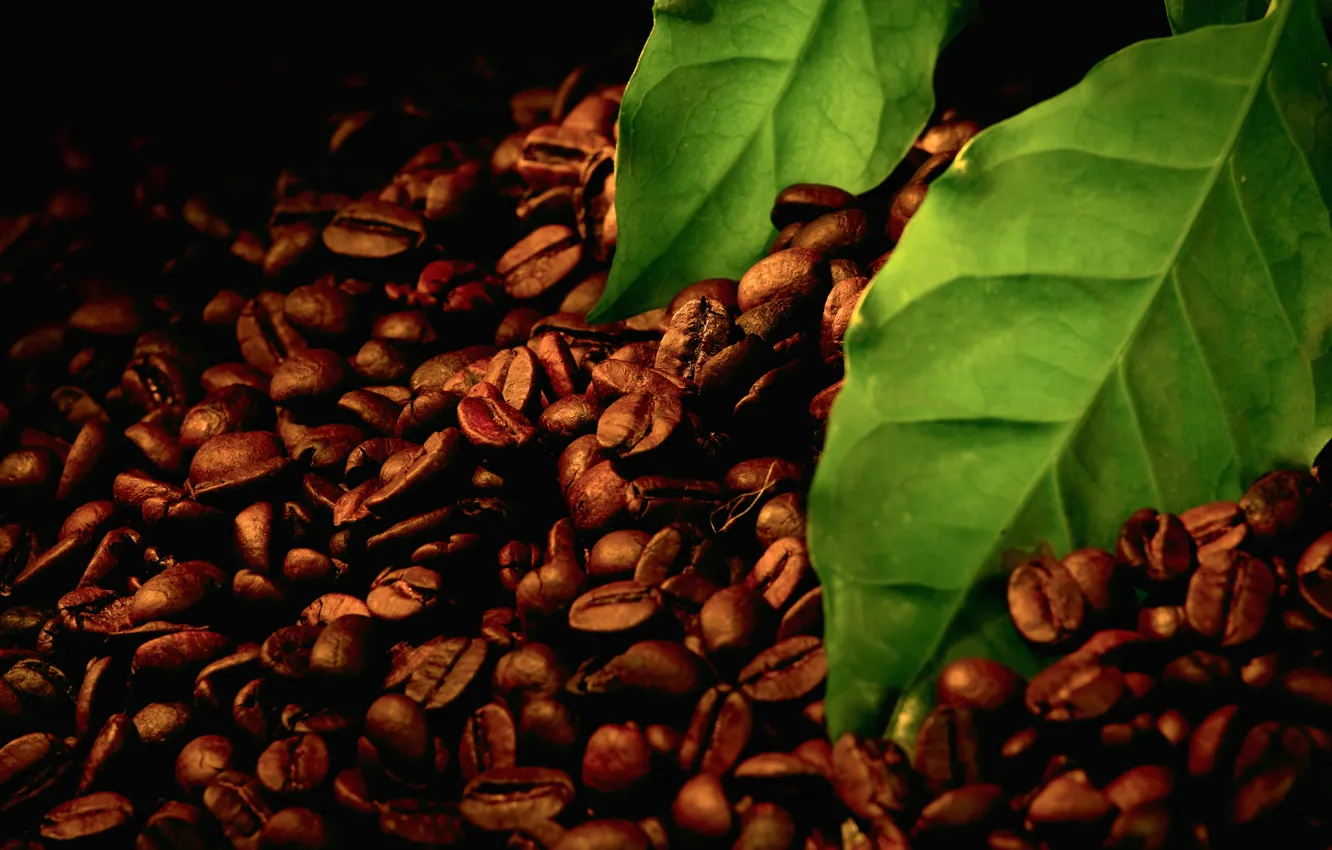 Photo wallpaper leaves, macro, black, grain, leaf, coffee, green, sheets