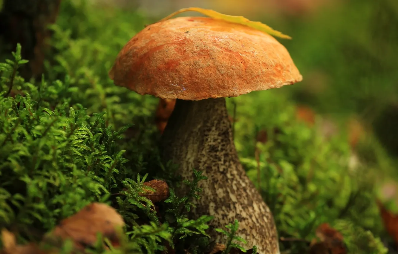 Photo wallpaper autumn, forest, macro, foliage, mushroom