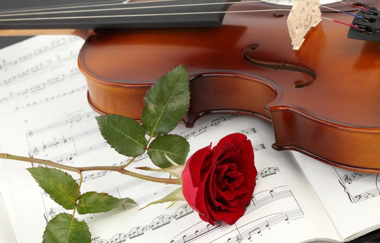 Photo wallpaper flowers, close-up, notes, violin, roses, notebook