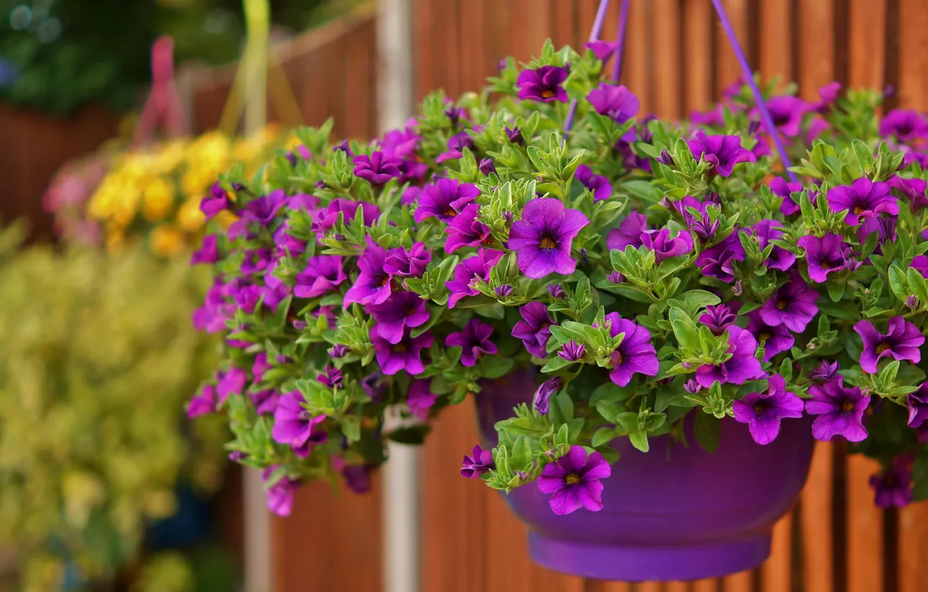 Photo wallpaper purple, pot, Petunia