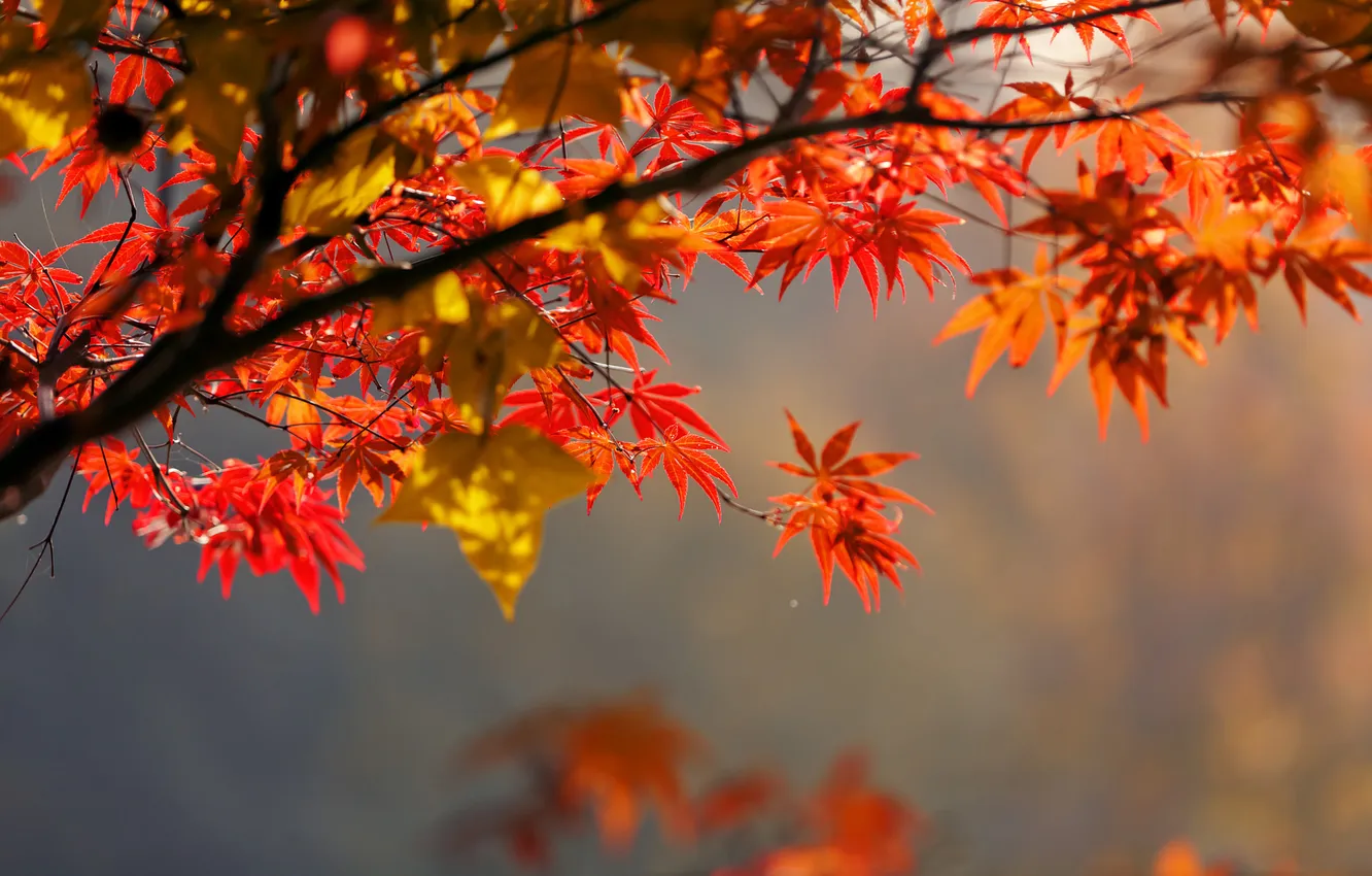 Photo wallpaper autumn, leaves, light, trees, branches, nature, foliage, maple