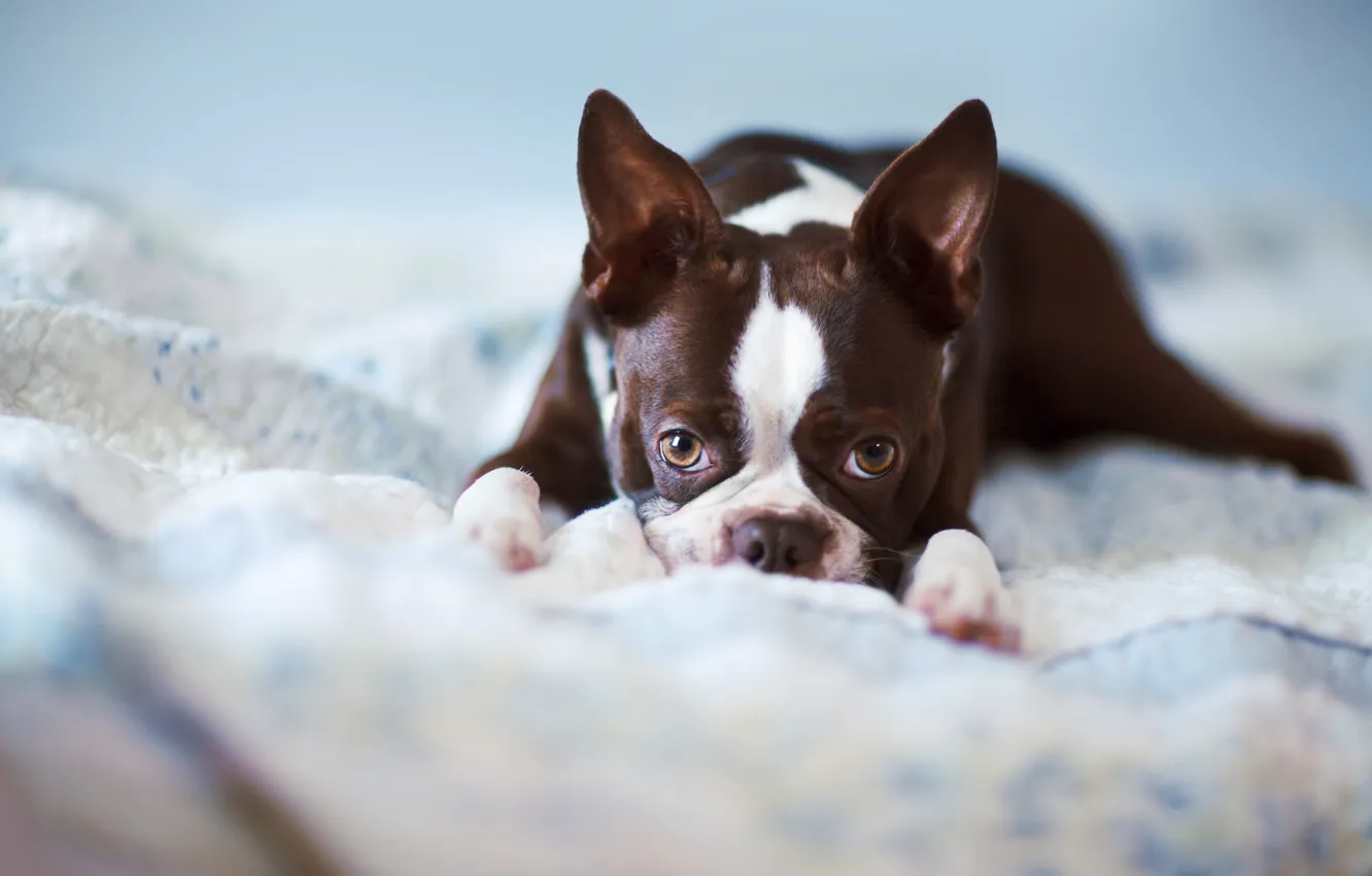 Photo wallpaper each, home, dog