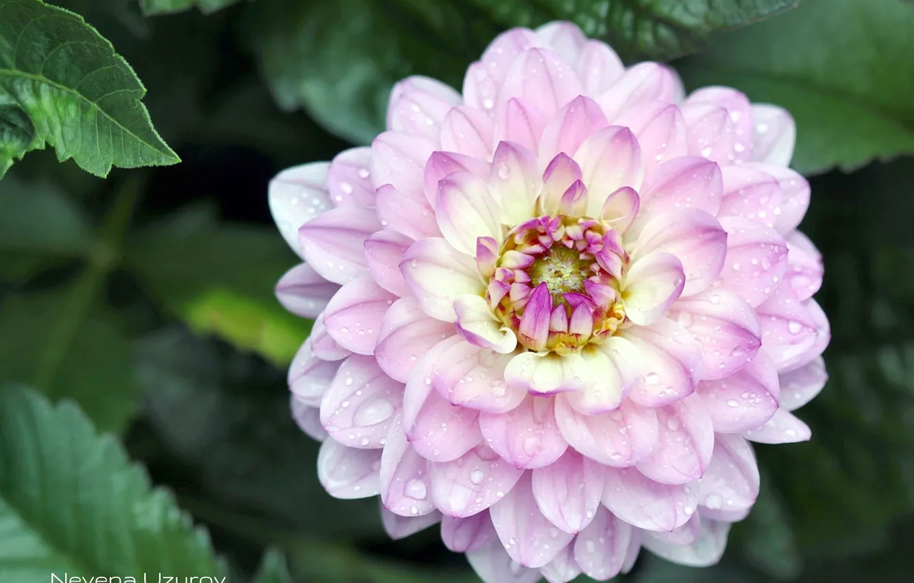 Photo wallpaper drops, flowers, lilac, dahlias