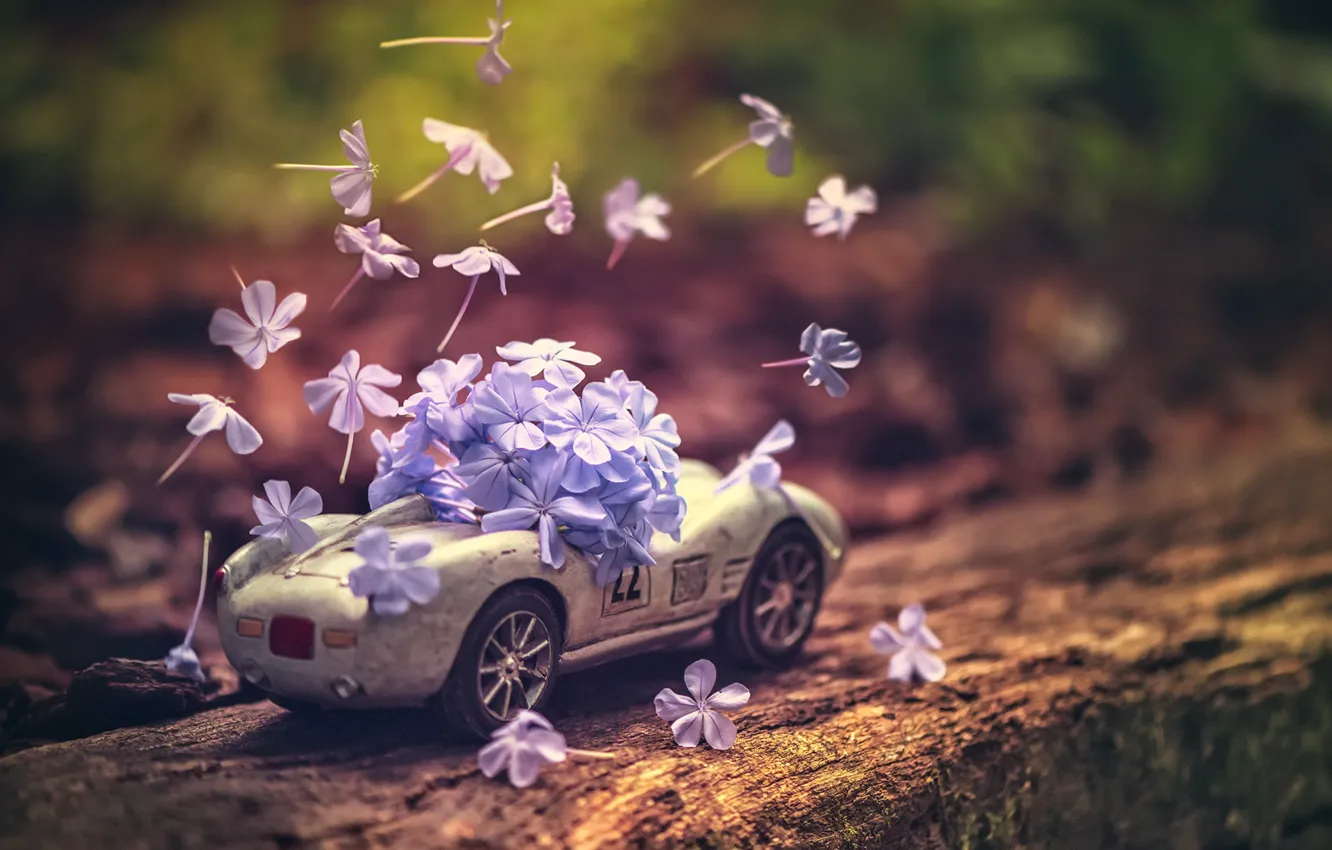 Photo wallpaper flowers, background, toy