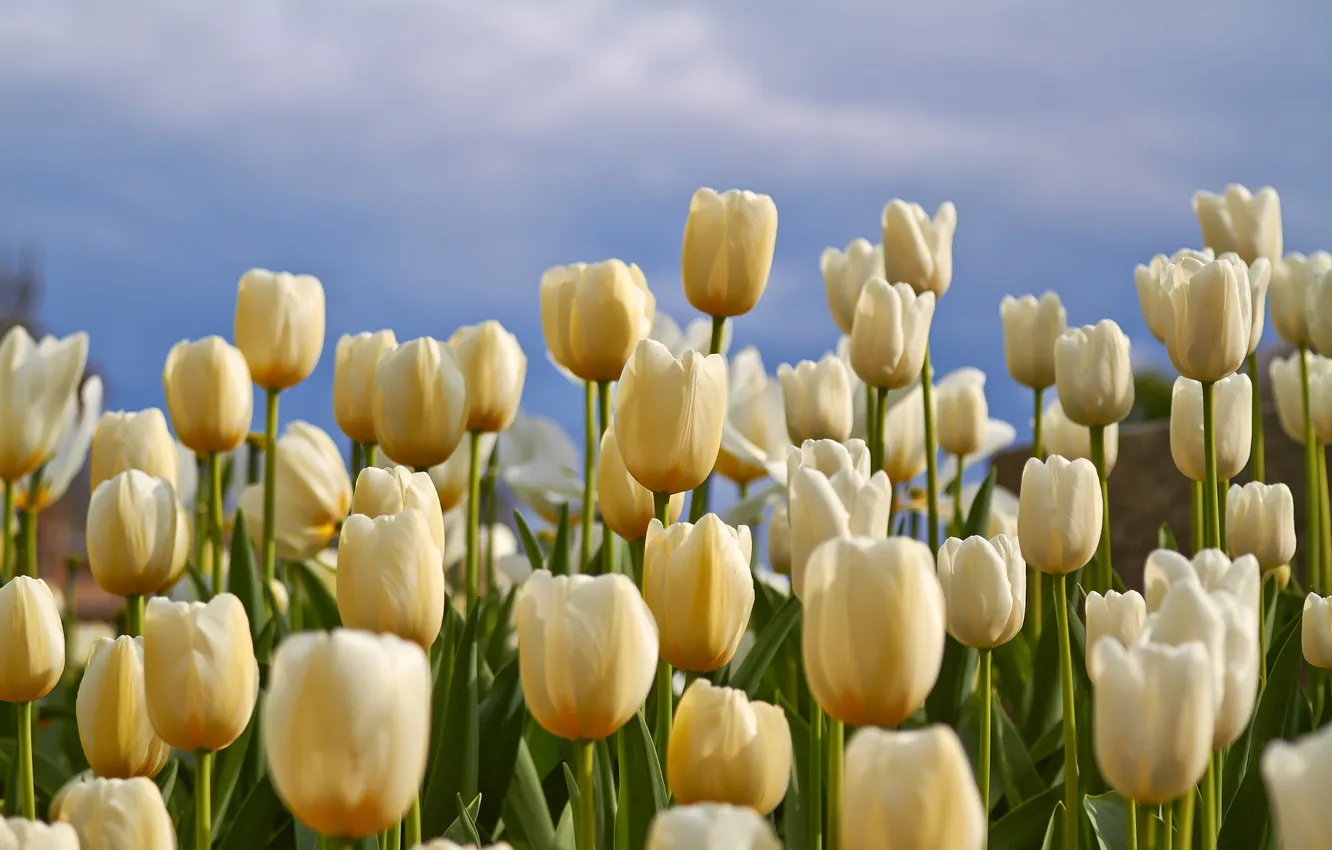 Photo wallpaper flowers, spring, tulips, white
