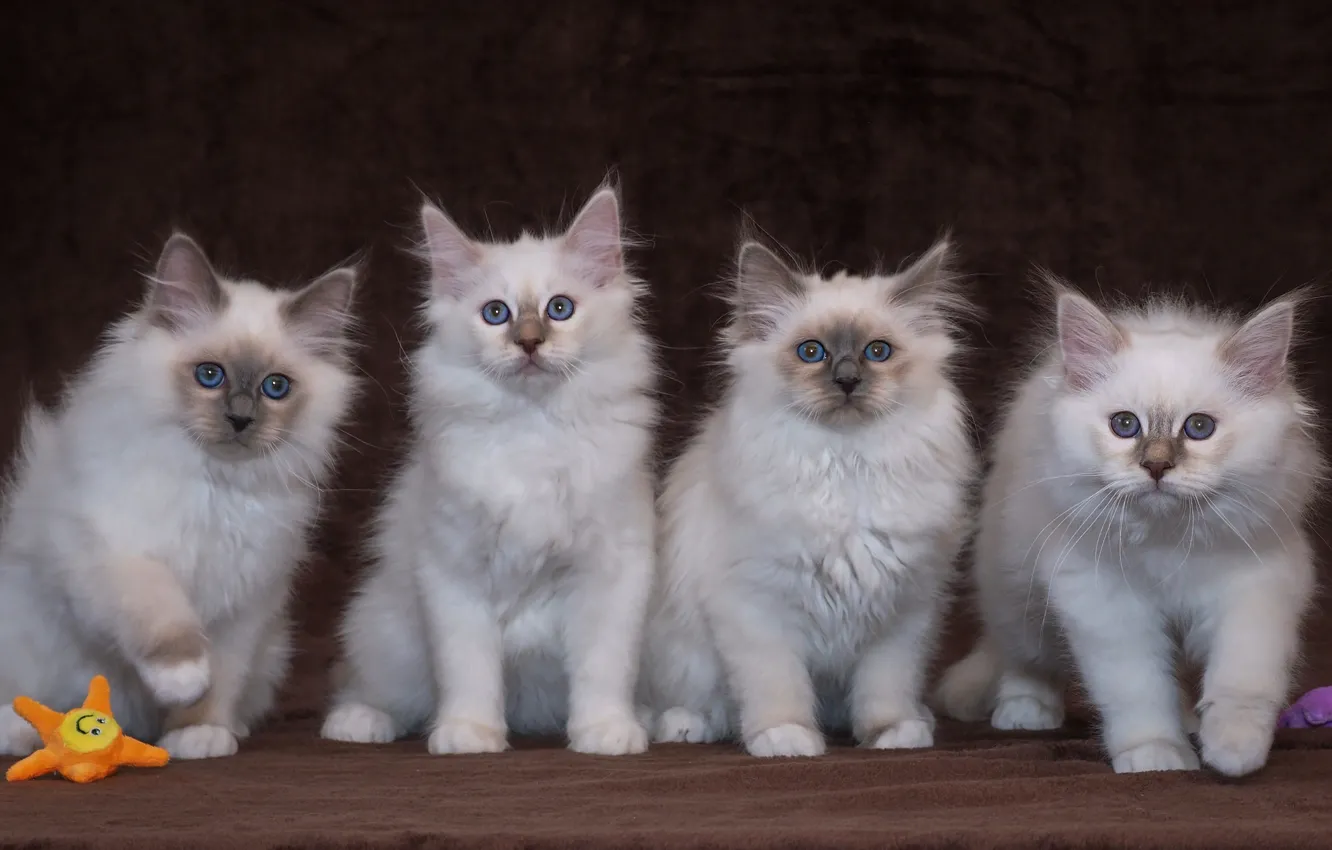 Photo wallpaper look, pose, background, toy, baby, white, kitty, face