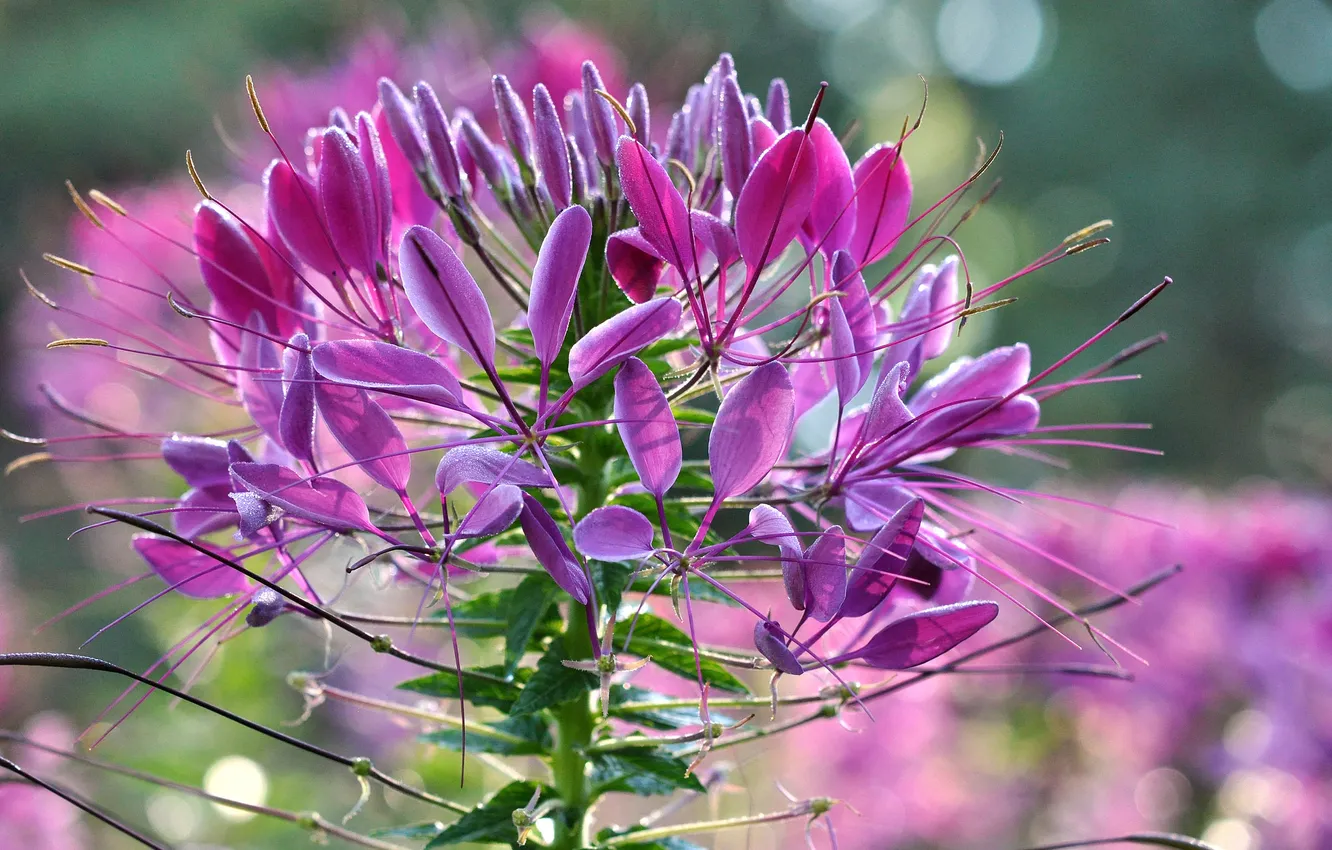 Photo wallpaper flowers, nature, plant, inflorescence