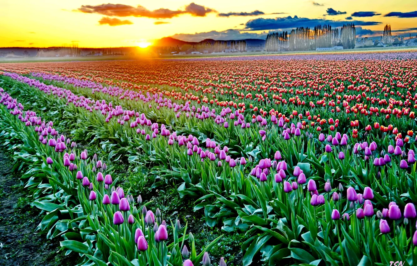 Photo wallpaper sunset, flowers, Tulip, Dreamy Sunsetе