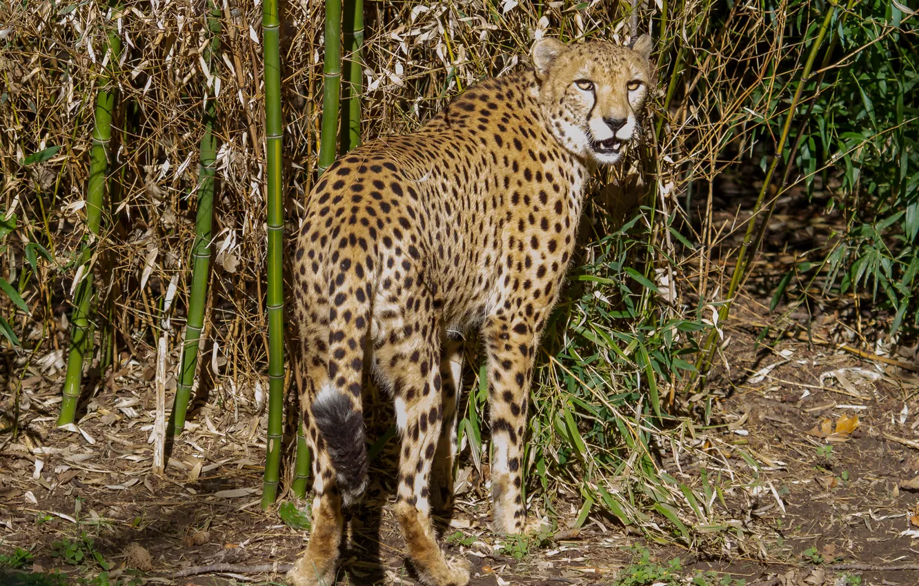 Photo wallpaper cat, grass, the sun, bamboo, Cheetah