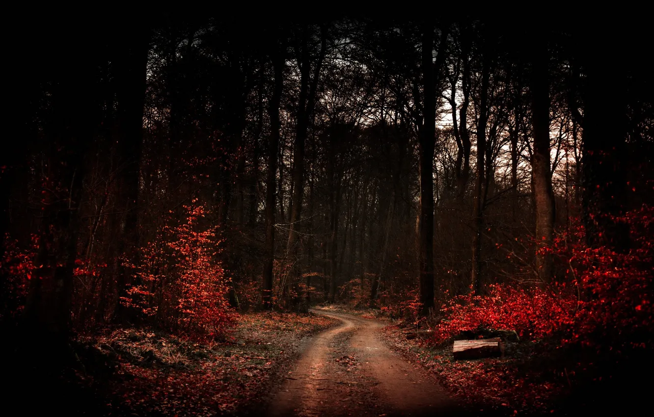 Photo wallpaper road, forest, nature