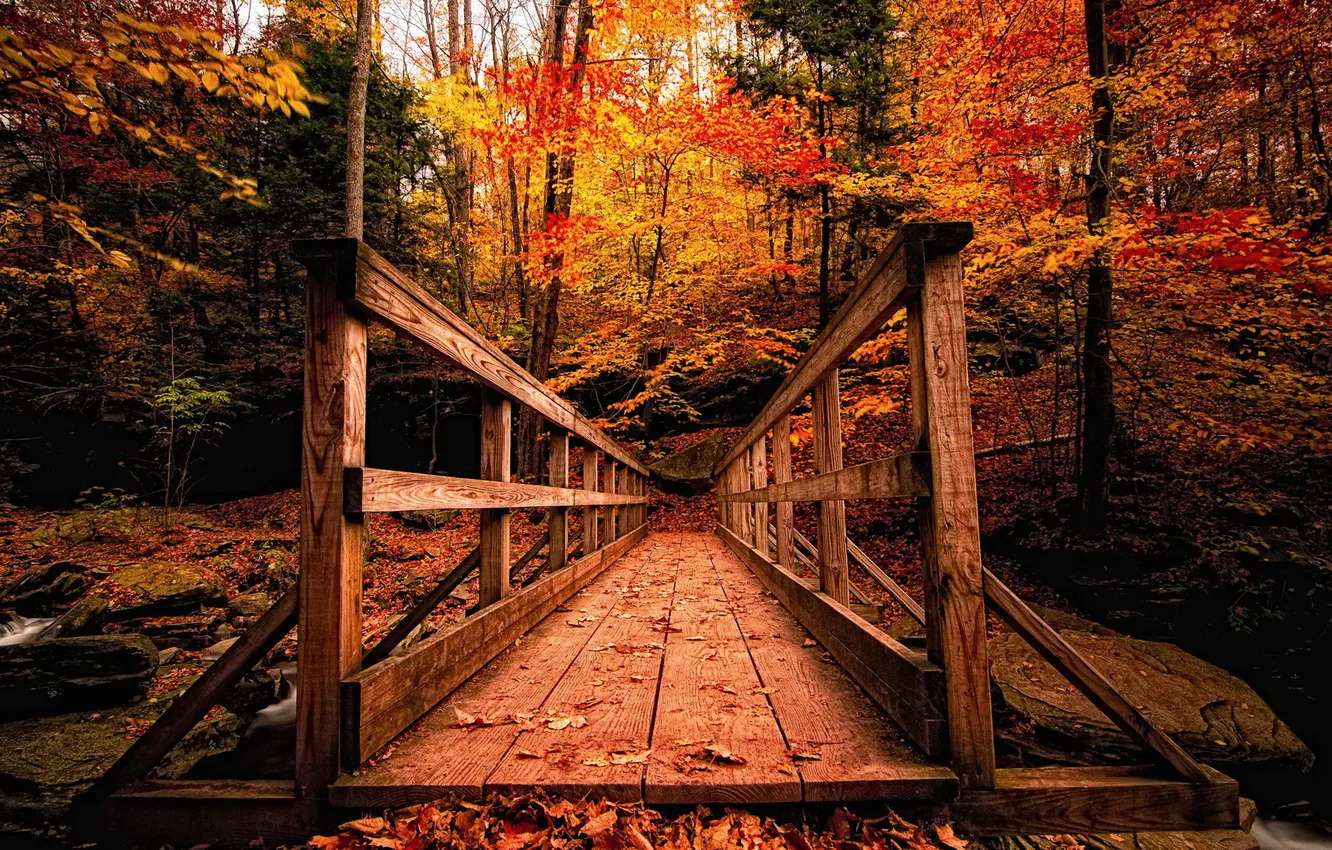 Photo wallpaper autumn, bridge, Park