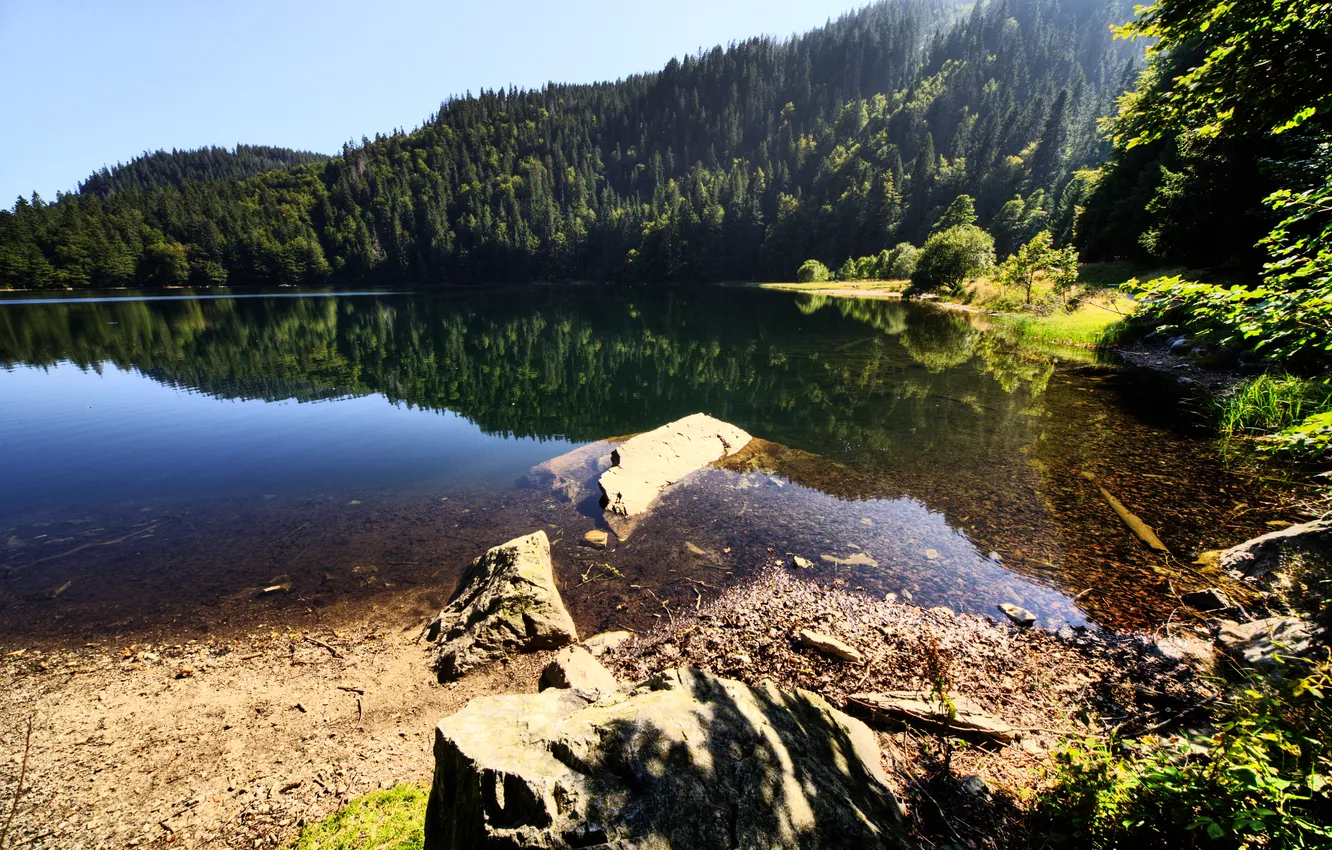 Photo wallpaper forest, water, nature, lake, surface