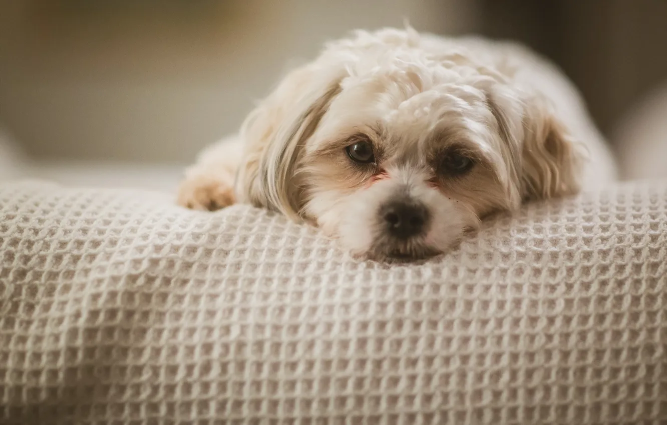 Photo wallpaper look, each, dog