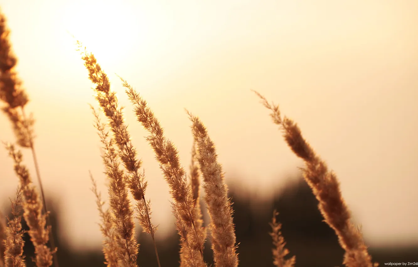 Photo wallpaper sunset, spikelets, yellow sunset