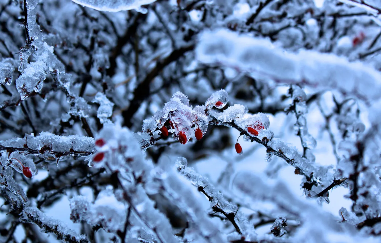 Photo wallpaper ice, winter, berries