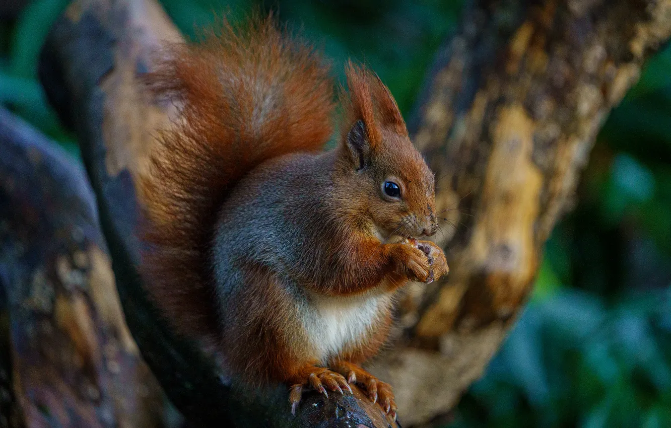 Photo wallpaper nature, protein, rodent