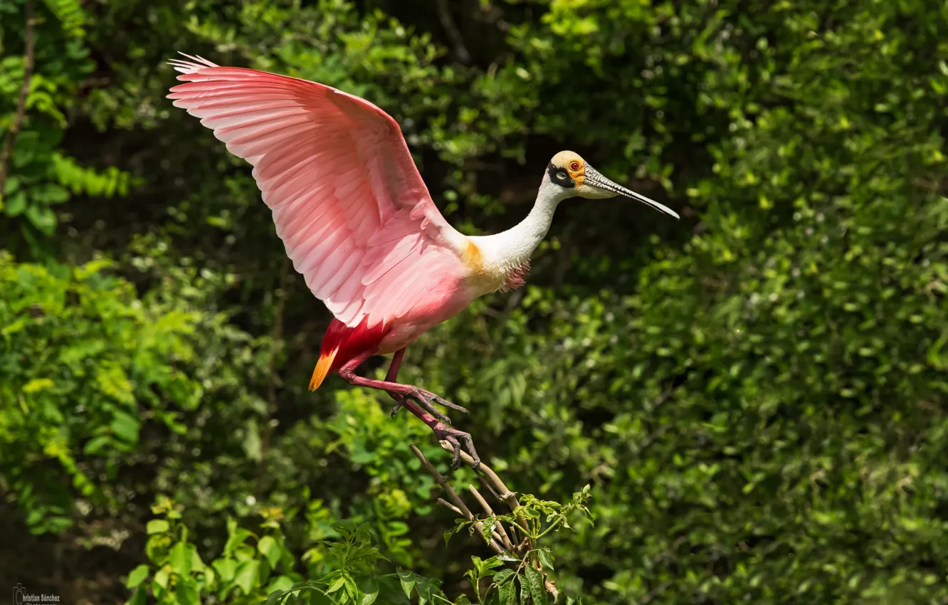 Photo wallpaper bird, pink, wings, feathers, bokeh, beak