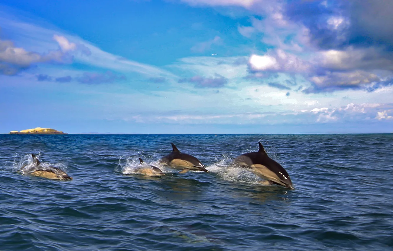 Photo wallpaper sea, dolphins, mammal
