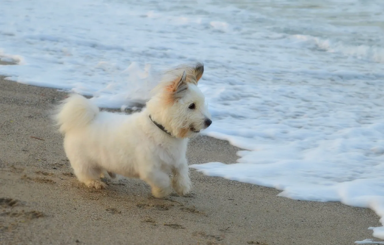 Photo wallpaper sea, dog, sea, dog, The West highland white Terrier