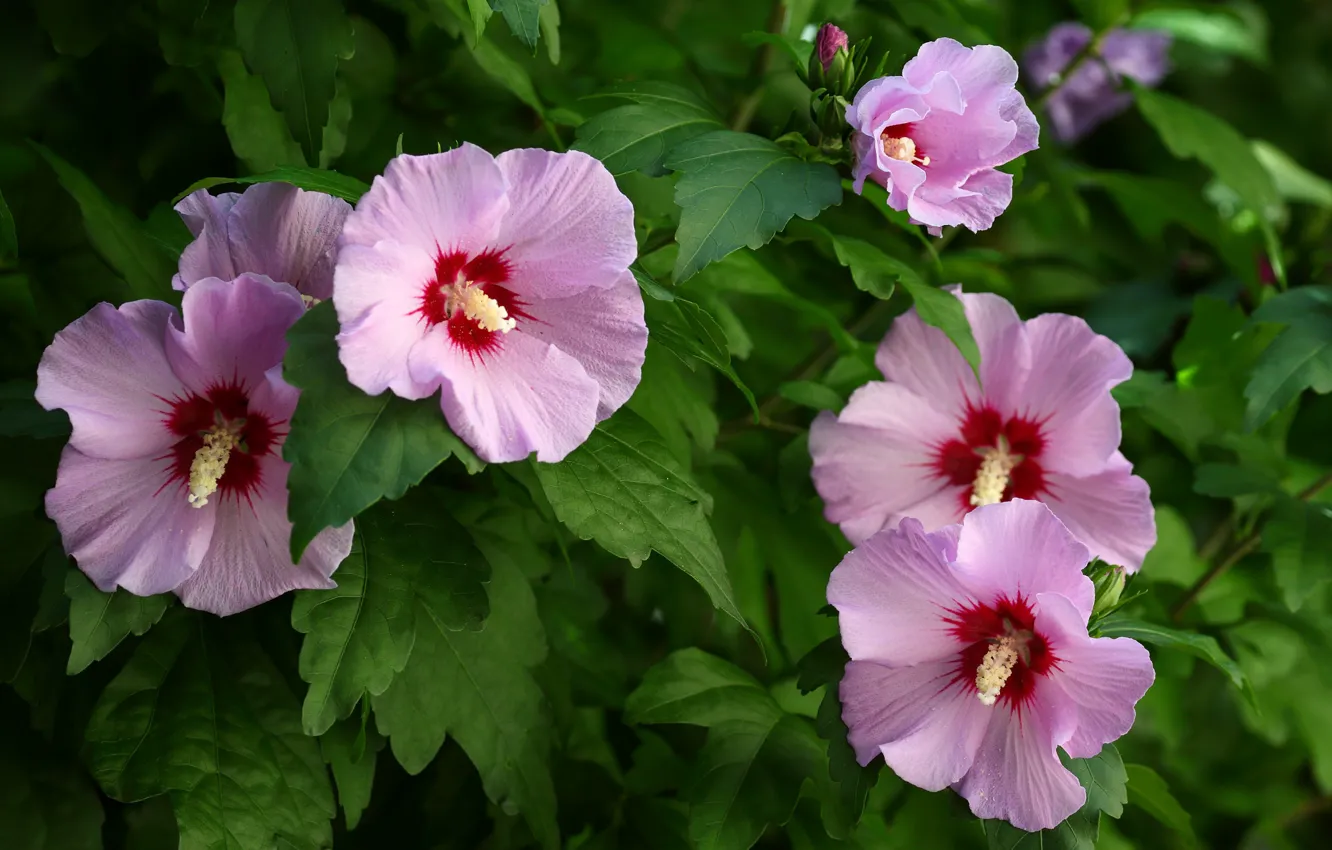 Photo wallpaper flowers, garden, hibiscus