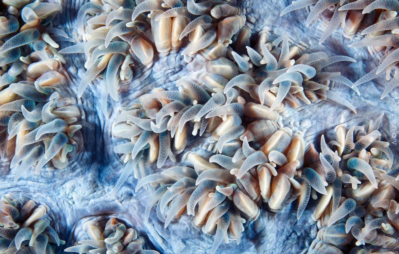 Photo wallpaper macro, coral polyps, Supelco