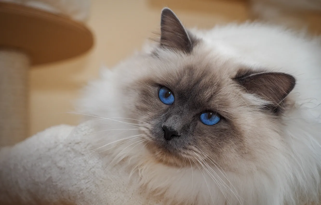 Photo wallpaper cat, cat, look, face, background, portrait, lies, blue eyes