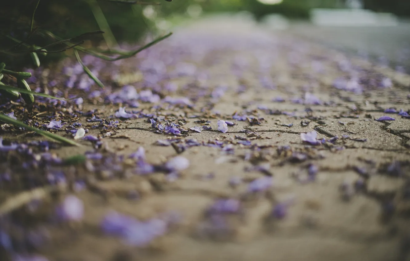 Photo wallpaper road, petals, lilac
