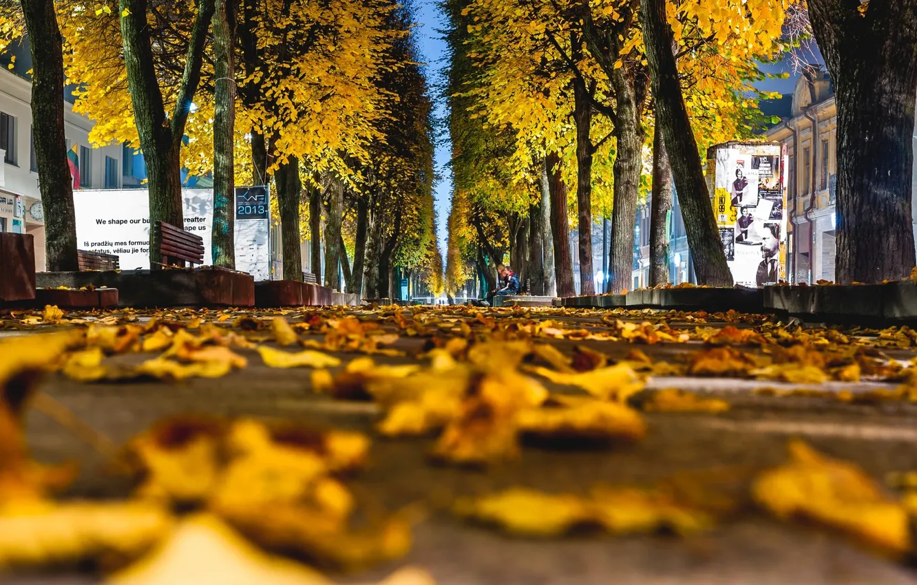 Photo wallpaper autumn, asphalt, leaves, macro, trees, the city, background, tree