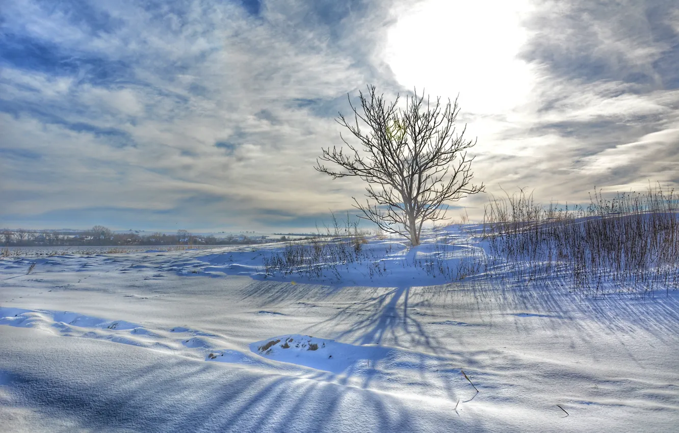 Photo wallpaper winter, snow, trees, nature, dawn, morning, lonely tree, nature