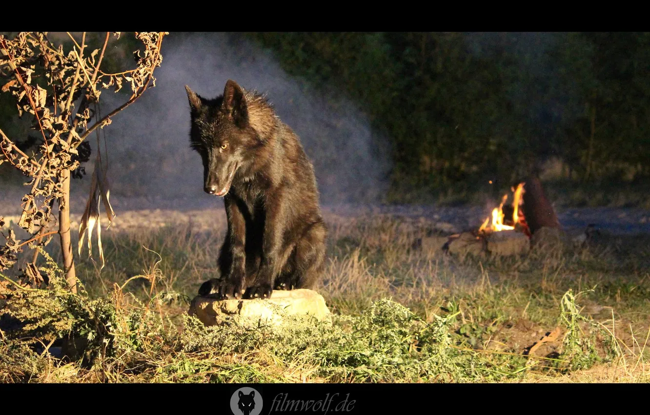 Photo wallpaper nature, Gray Wolf, face, animal, wolf, canis lupus, wildlife, head