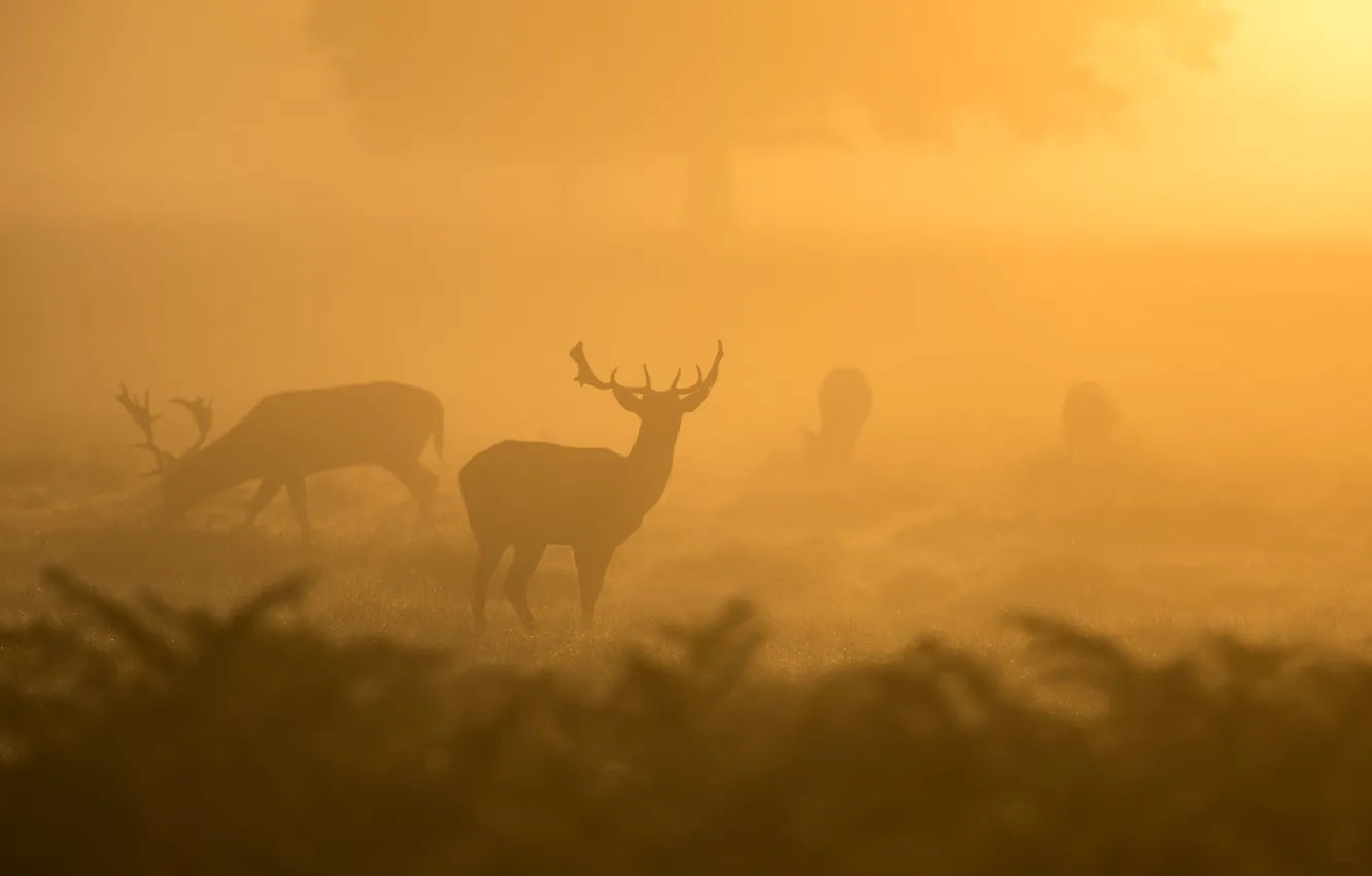 Photo wallpaper nature, fog, deer, morning