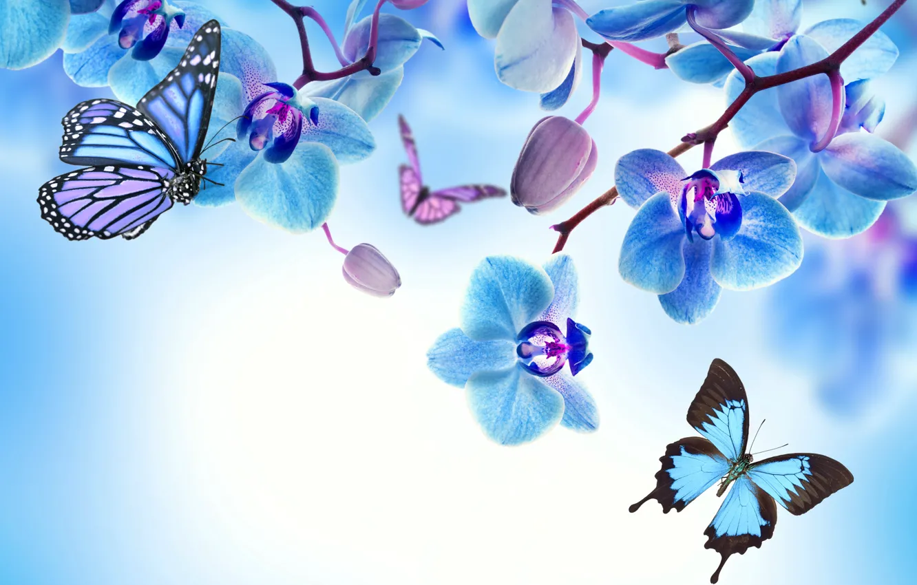 Photo wallpaper butterfly, flowers, Orchid, blue, flowers, beautiful, orchid, butterflies