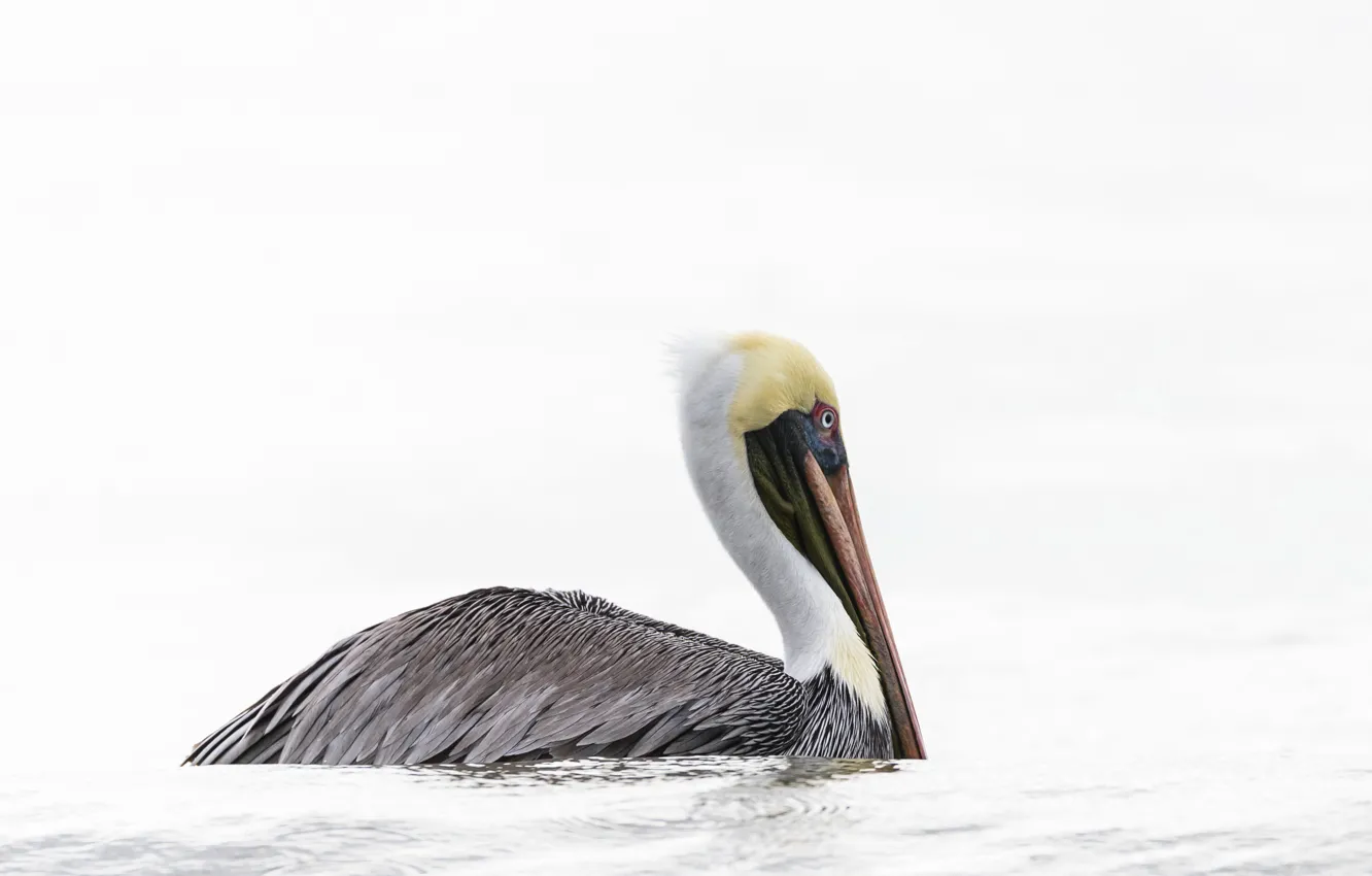 Photo wallpaper nature, bird, Pelican