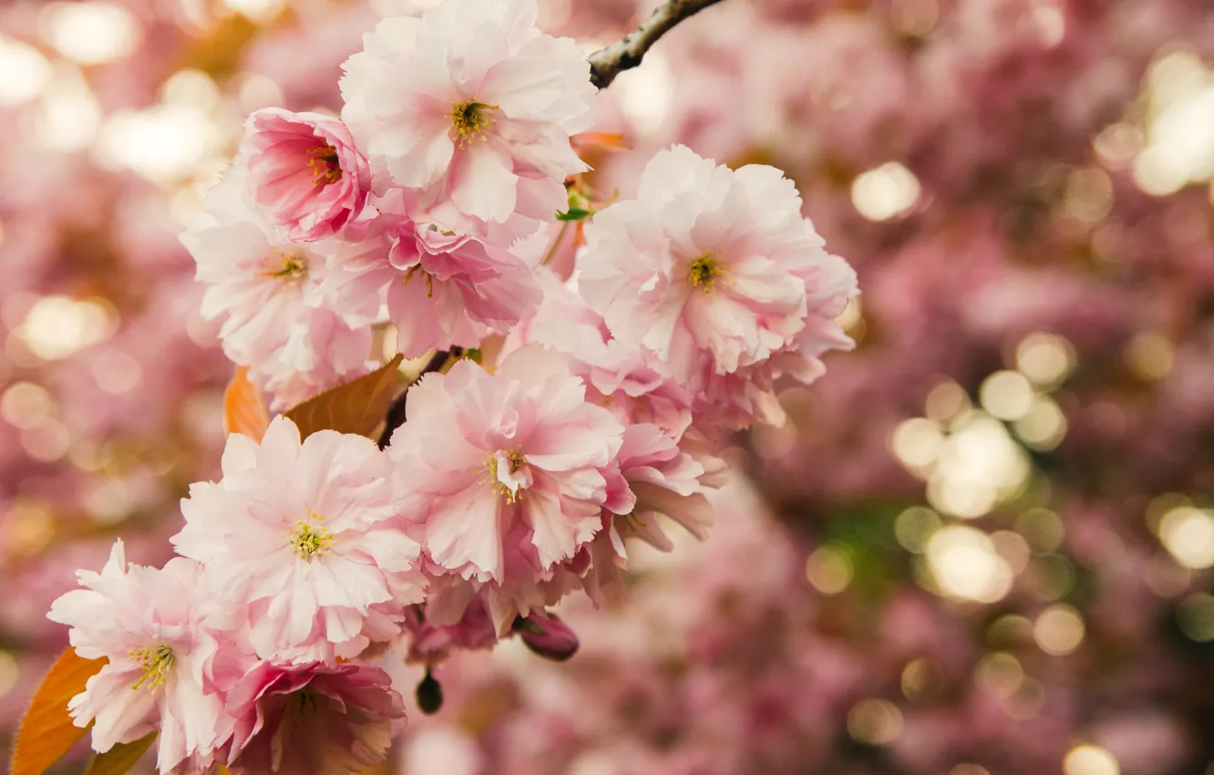 Photo wallpaper leaves, macro, flowers, branches, nature, spring, Sakura, pink