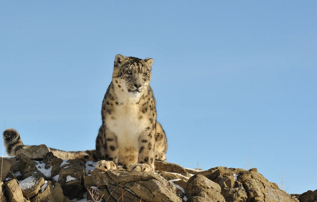 Photo wallpaper cat, nature, stones, IRBIS, snow leopard